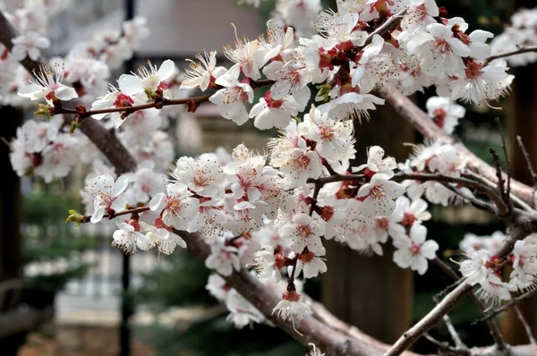 Flores Albaricoque Blanco Jardín Primavera — Foto de Stock