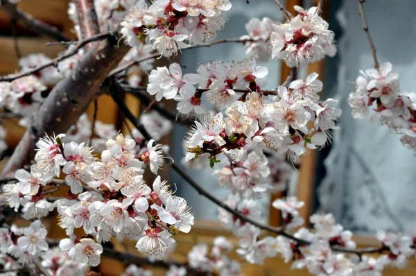 Bahar Bahçesinde Beyaz Kayısı Çiçekleri — Stok fotoğraf