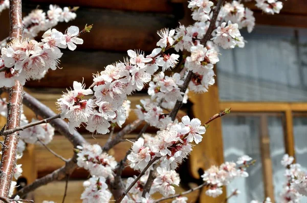 White Apricot Flowers Spring Garden — Stock Photo, Image