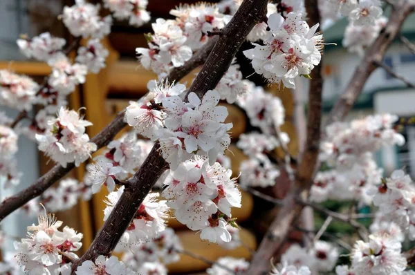 Flores Brancas Damasco Jardim Primavera — Fotografia de Stock