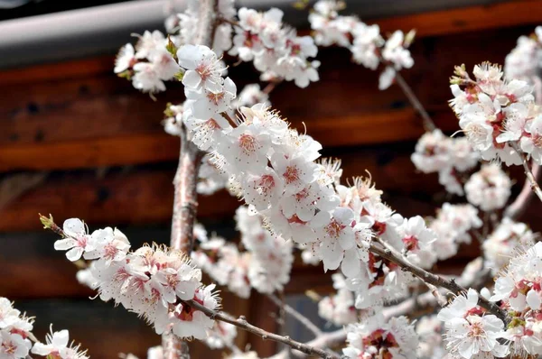Білі Абрикосові Квіти Весняному Саду — стокове фото