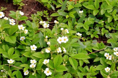 Küçük orman çilekleri (Latince. Fragaria vsca) bahar zamanı 