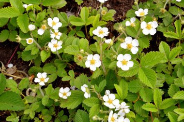 Küçük orman çilekleri (Latince. Fragaria vsca) bahar zamanı 