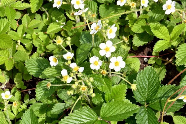 Küçük orman çilekleri (Latince. Fragaria vsca) bahar zamanı 