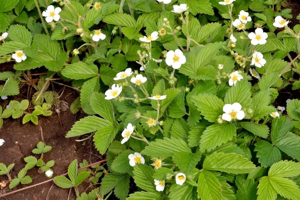 Küçük orman çilekleri (Latince. Fragaria vsca) bahar zamanı 