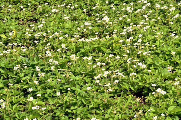 Маленькие цветы лесной клубники (латынь. Fragaria vsca) в весеннее время 