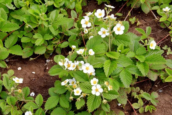 Små Blommor Skogsjordgubbar Latin Fragaria Vsca Våren — Stockfoto