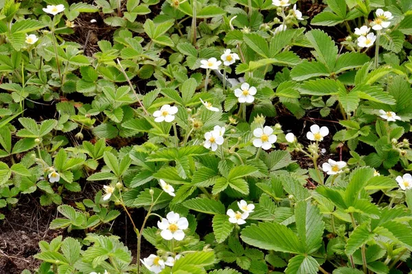 Küçük orman çilekleri (Latince. Fragaria vsca) bahar zamanı 