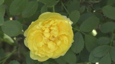 Yellow rosehip flower in spring garden 