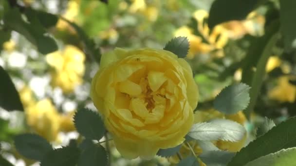 Rosa Mosqueta Amarilla Jardín Primavera — Vídeos de Stock