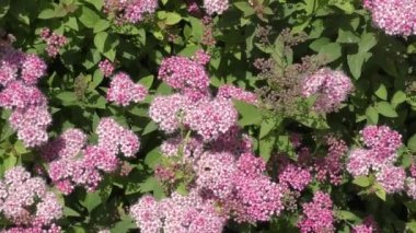 Small flowers of Spirea (Latin. Spiraea) Pink Color in the spring garden 