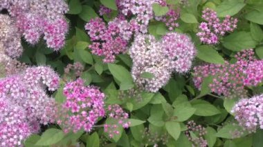 Small flowers of Spirea (Latin. Spiraea) Pink Color in the spring garden 