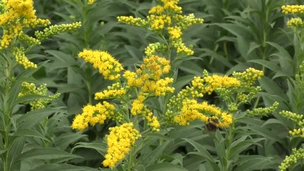 Insect Collects Nectar Yellow Flower Spring Day — Wideo stockowe