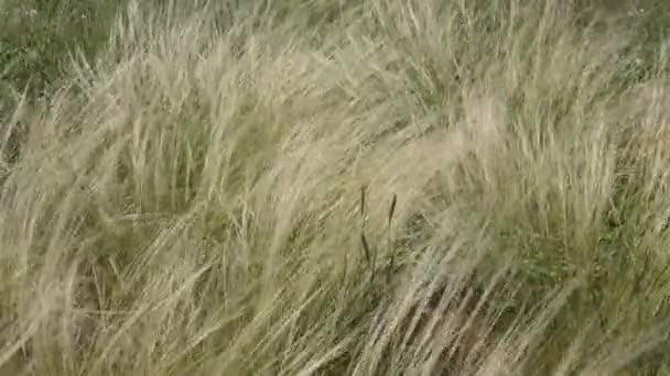 Veren Gras Lat Stipa Het Voorjaar Steppe — Stockvideo