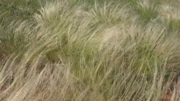 Feather Grass Lat Stipa Spring Steppe — Stock Video