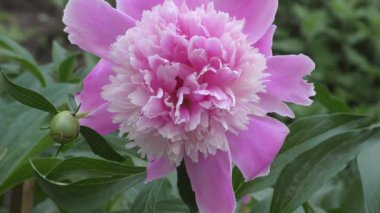 Çiçekli şakayık (Latince. Yaz bahçesinde pembe 