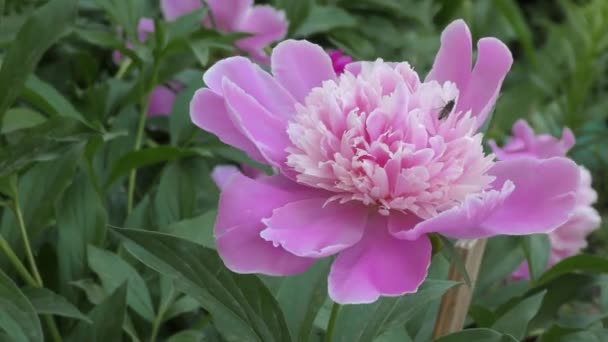 Flower Peony 라틴어 정원의 분홍빛 — 비디오