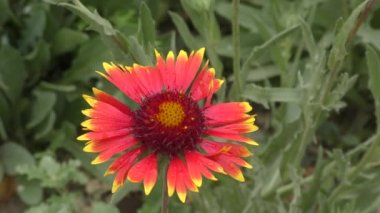 Gaillardia çiçeği (Latince. Yaz bahçesinde yağan yağmurdan sonra 