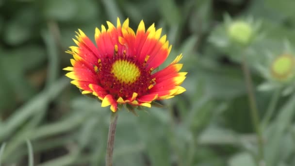 Γαϊλάρδια Λουλούδι Λατινικά Gaillardia Μετά Βροχή Στον Καλοκαιρινό Κήπο — Αρχείο Βίντεο