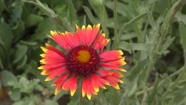 Γαϊλάρδια Λουλούδι Λατινικά Gaillardia Μετά Βροχή Στον Καλοκαιρινό Κήπο — Αρχείο Βίντεο