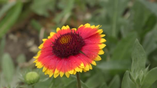 Flor Gaillardia Latim Gaillardia Após Chuva Jardim Verão — Vídeo de Stock