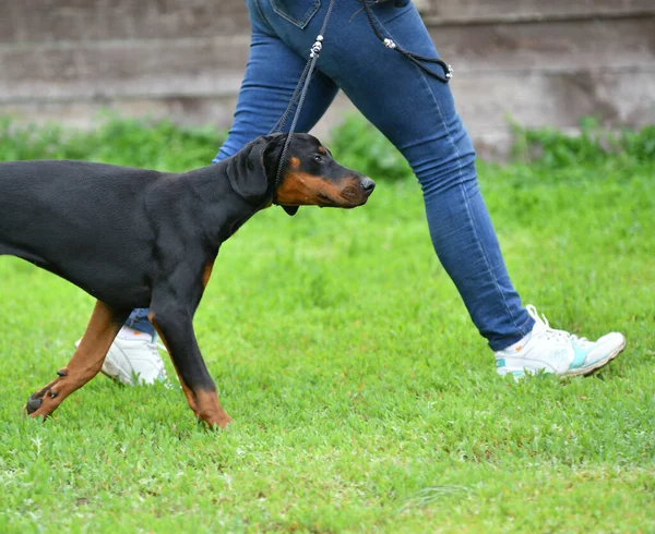 Orenburg Oroszország Június 2017 Egy Lány Edz Egy Kutya Doberman — Stock Fotó