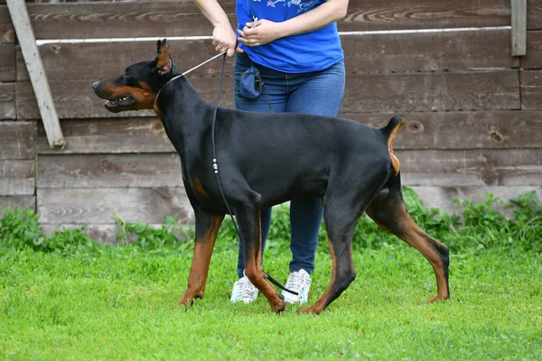 2017年6月11日 俄罗斯奥伦堡 一名女孩正在训练一只多宾犬 — 图库照片