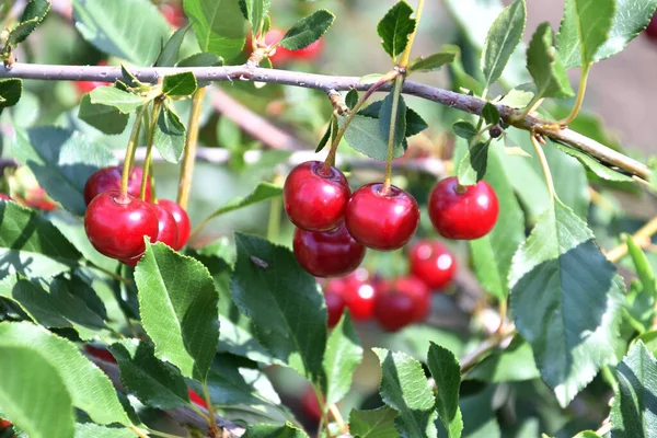 Ciliegia Matura Latino Prunus Subg Ceraso Nel Giardino Estivo — Foto Stock