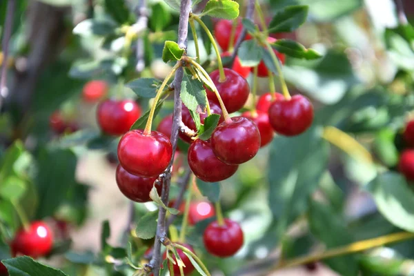 Ciliegia Matura Latino Prunus Subg Ceraso Nel Giardino Estivo — Foto Stock