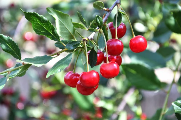 Cereja Madura Latim Prunus Subg Cerasus Jardim Verão — Fotografia de Stock