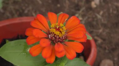 Zinnia çiçeği (Latince. Yaz bahçesinde. 