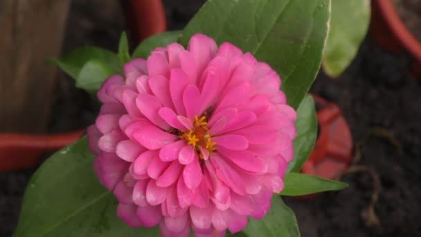 Zinnia Flower Dalam Bahasa Latin Zinnia Kebun Musim Panas — Stok Video