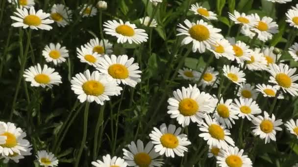 Blommor Kamomill Latin Matricaria Sommarträdgården — Stockvideo