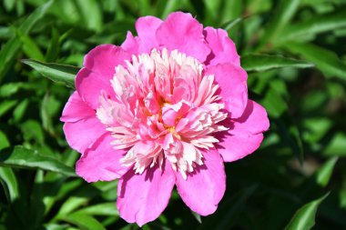 Çiçekli şakayık (Latince. Yaz bahçesinde beyaz ve pembe renkler 