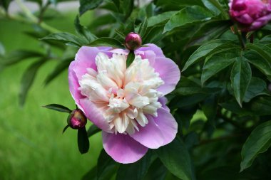 Çiçekli şakayık (Latince. Yaz bahçesinde beyaz ve pembe renkler 