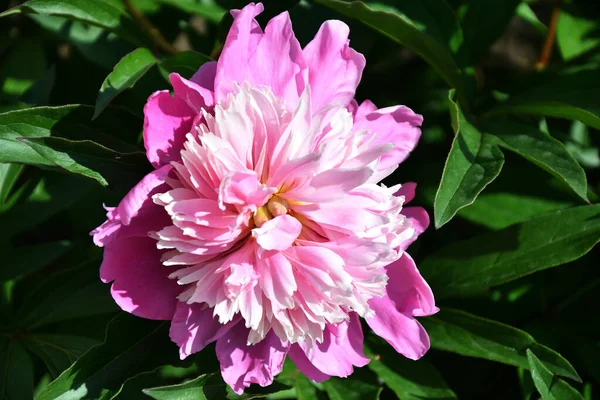 Pivoine Des Fleurs Latin Paeonia Couleur Blanche Rose Dans Jardin — Photo