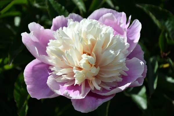 Flor Peônia Latim Paeonia Cor Branca Rosa Jardim Verão — Fotografia de Stock