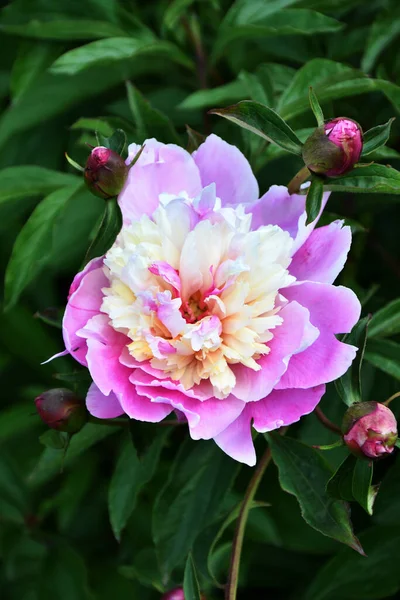花牡丹 ラテン語 夏の庭の白とピンクの色 — ストック写真