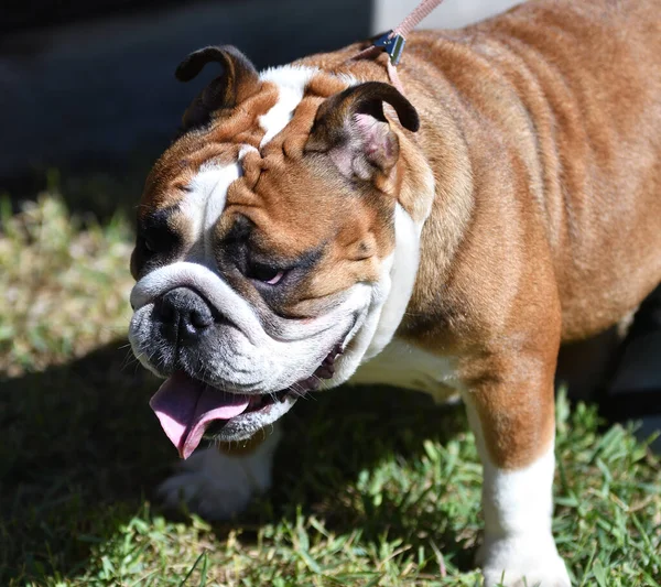 Kutya Tenyészt Amerikai Bulldog Egy Séta Egy Nyári Napon — Stock Fotó