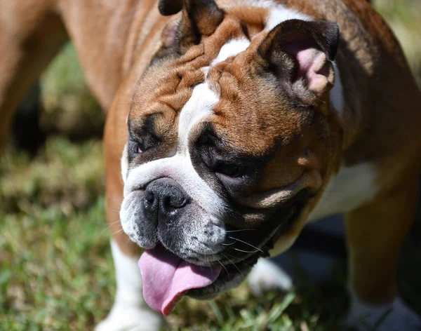 Kutya Tenyészt Amerikai Bulldog Egy Séta Egy Nyári Napon — Stock Fotó