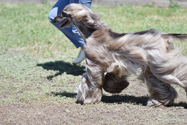 Afghansk Greyhound Eller Afghansk Jakt Rasen Hundar Sommardag — Stockfoto