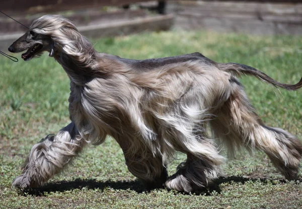 Afghansk Greyhound Eller Afghansk Jakt Rasen Hundar Sommardag — Stockfoto