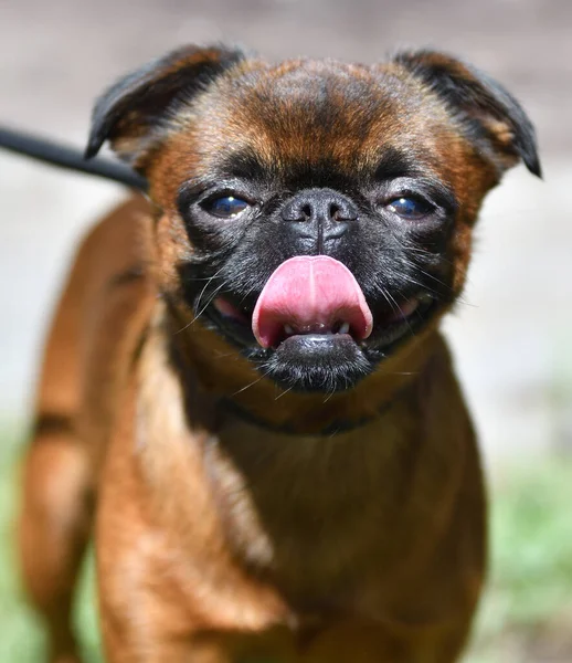 犬のパグ 夏の装飾犬の品種 — ストック写真