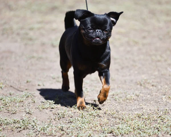 Dog Pug Ras Van Decoratieve Honden Zomer — Stockfoto
