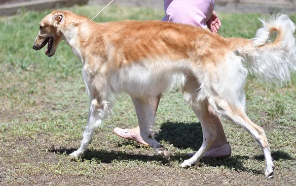 Ruský Pes Greyhound Plemeno Loveckých Psů Létě — Stock fotografie
