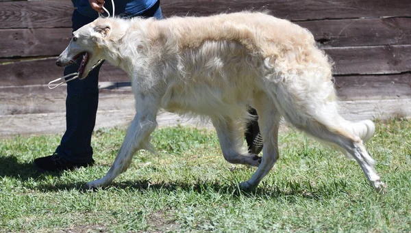 Rus Köpek Tazısı Yazın Köpekleri — Stok fotoğraf