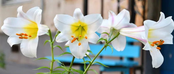 リリー ラット Lilium ラット の植物の属であるItis 夏の庭の白いユリ科 — ストック写真