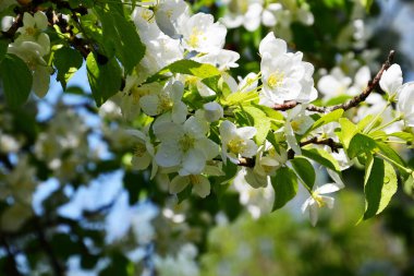 Elma Çiçekleri Yağmurdan sonra Beyaz Renk 