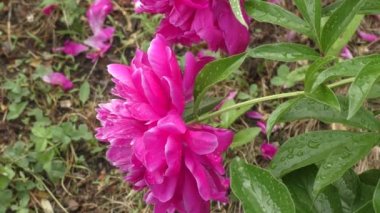 Şakayık çiçeği (Latince. Yağmurdan sonra yaz bahçesinde kıpkırmızı 