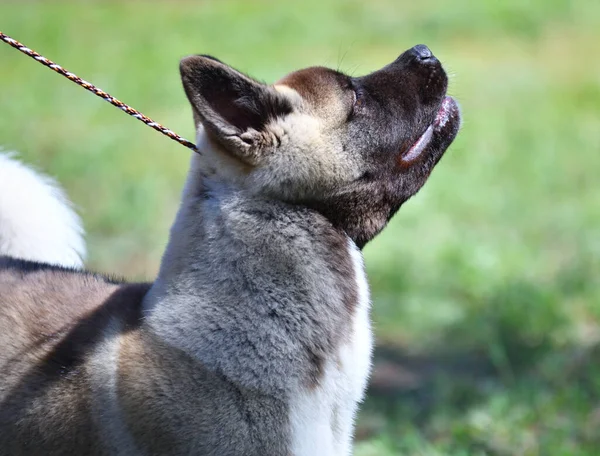 Crianza Perros American Akita Paseo Verano — Foto de Stock